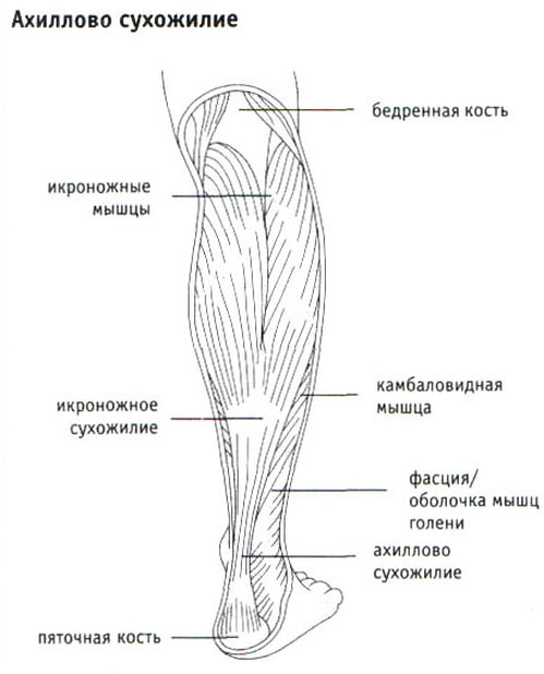 Схема ахиллова сухожилия. Анатомия ахилового сухожилия. Строение ахиллова сухожилия. Функция ахиллова сухожилия.