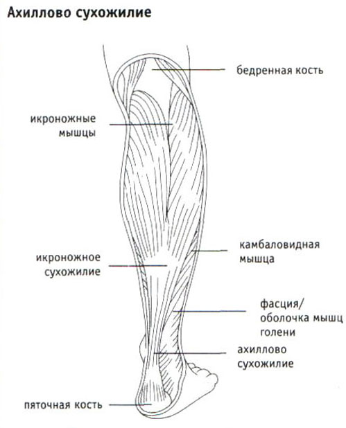 Где находится голень у человека на ноге. Строение ахиллова сухожилия. Строение ахиллова сухожилия анатомия. Ахиллово сухожилие мышцы. Функция ахиллова сухожилия.