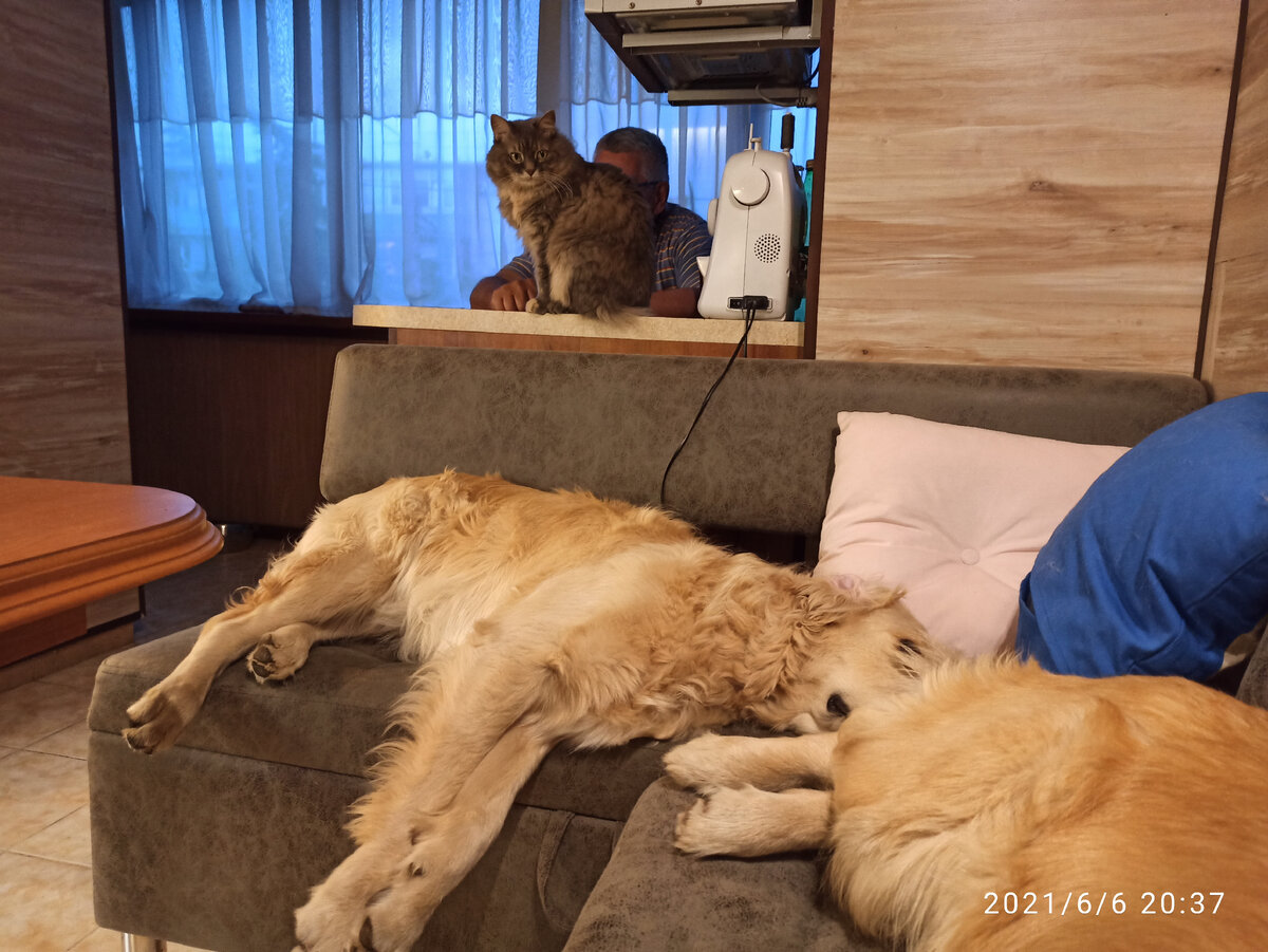 Для кого, спрашивается, диваны покупали?!