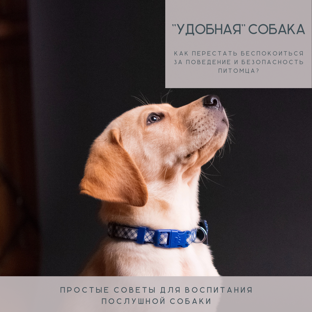 Режим питания и рацион - 2 важнейших фактора для воспитания собаки