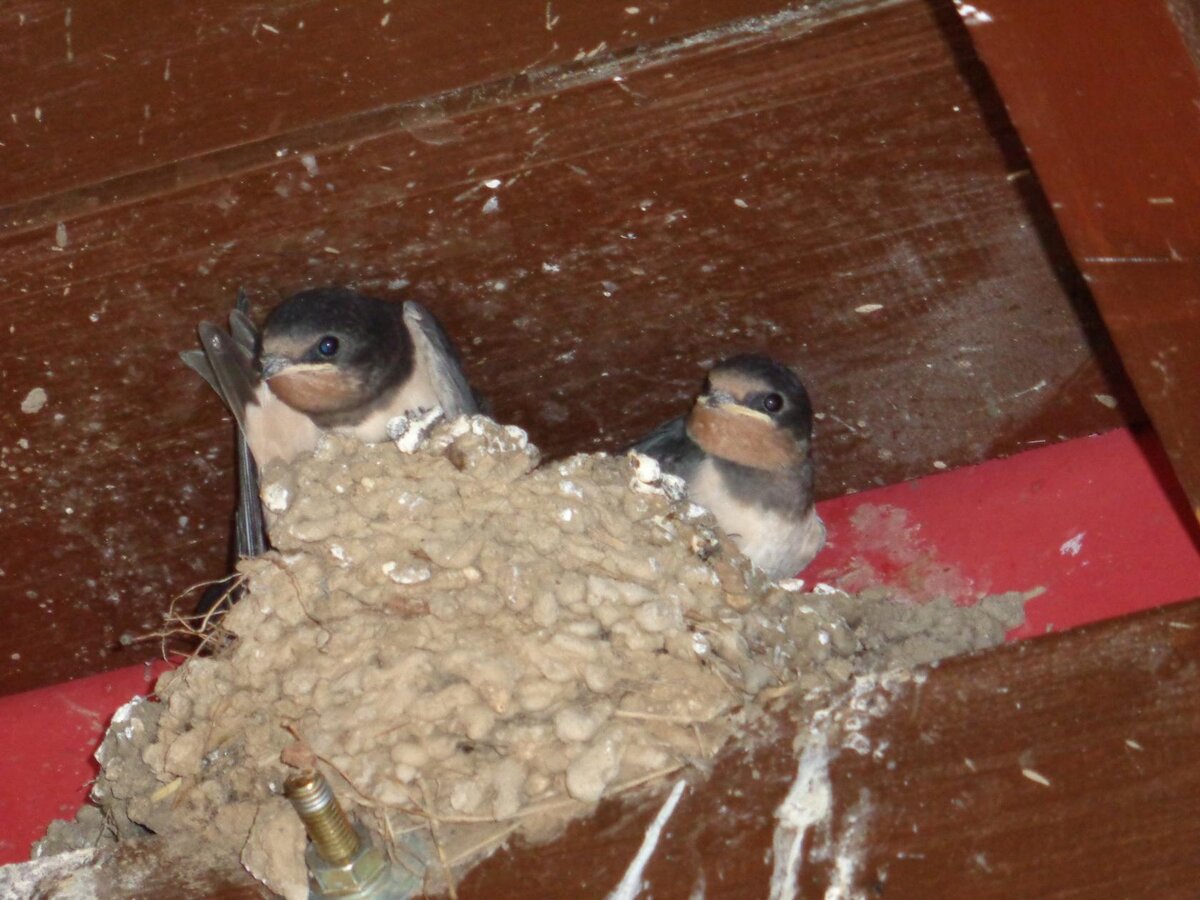 Фото автора. Тем временем, у нашего подъезда ласточка отложила яйца и вывелись вот такие красавчики