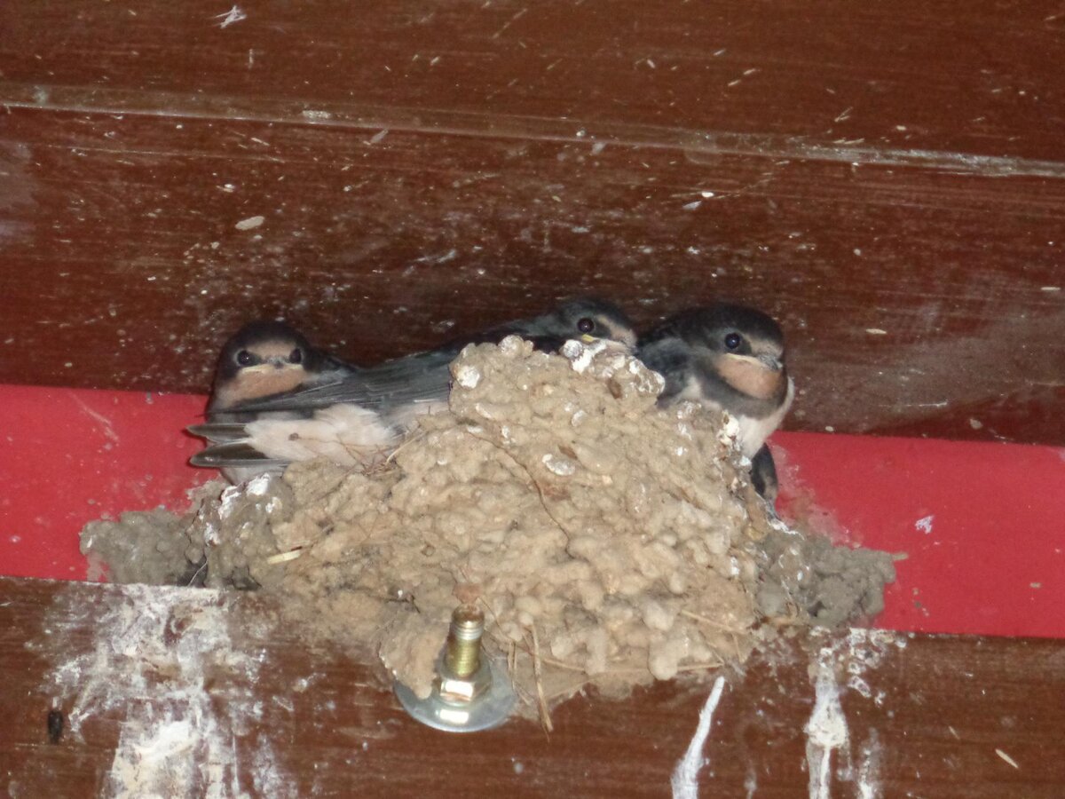 Ласточки нашего подъезда. Фото автора