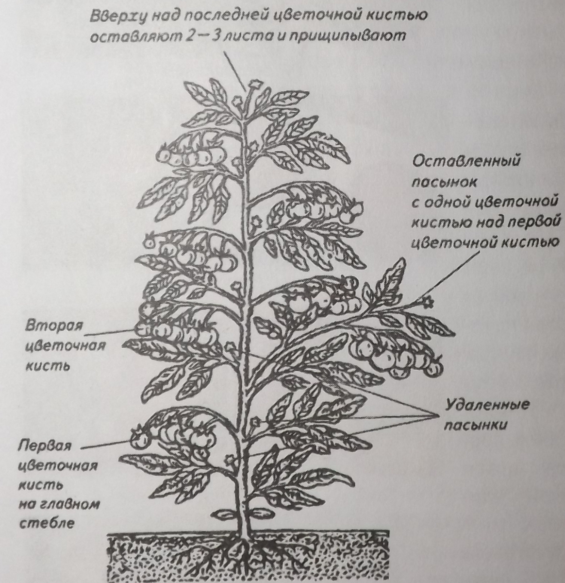 Пасынок работает. Прищипывание томатов в теплице схема. Помидоры рассада пасынковать. Помидоры пасынкование и прищипывание. Прищипка томатов в теплице схема.