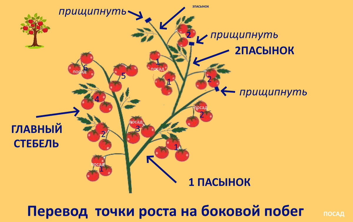 Что такое пасынки на помидорах и как обрывать их картинки