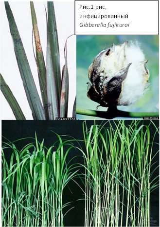 Gibberella fujikuroi. Как используют гриб гиббереллу. Побеги риса. Одноклеточного гриба гиббереллы. Как используют одноклеточный гриб гиббереллу.