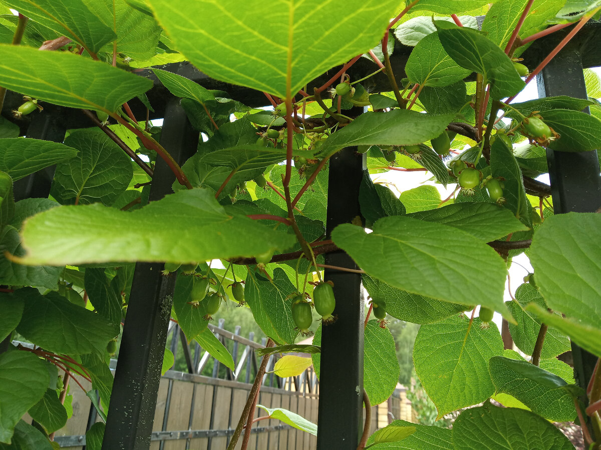 Актинидия коломикта Вир-а ягоды в июле 2021