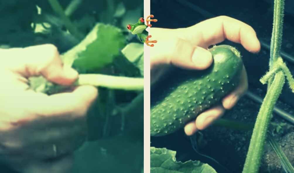 При удалении листьев и плодов огурца фитопатологи рекомендуют оставлять черешок. 