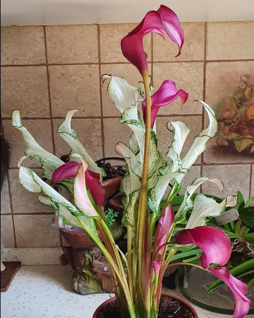 instagram.com/ludmila.flowers