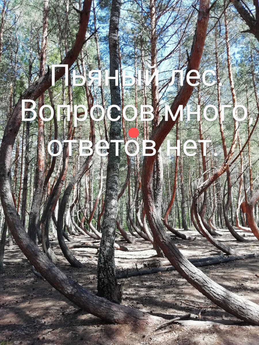 Сосны кривые, а берёзка прямо стоит