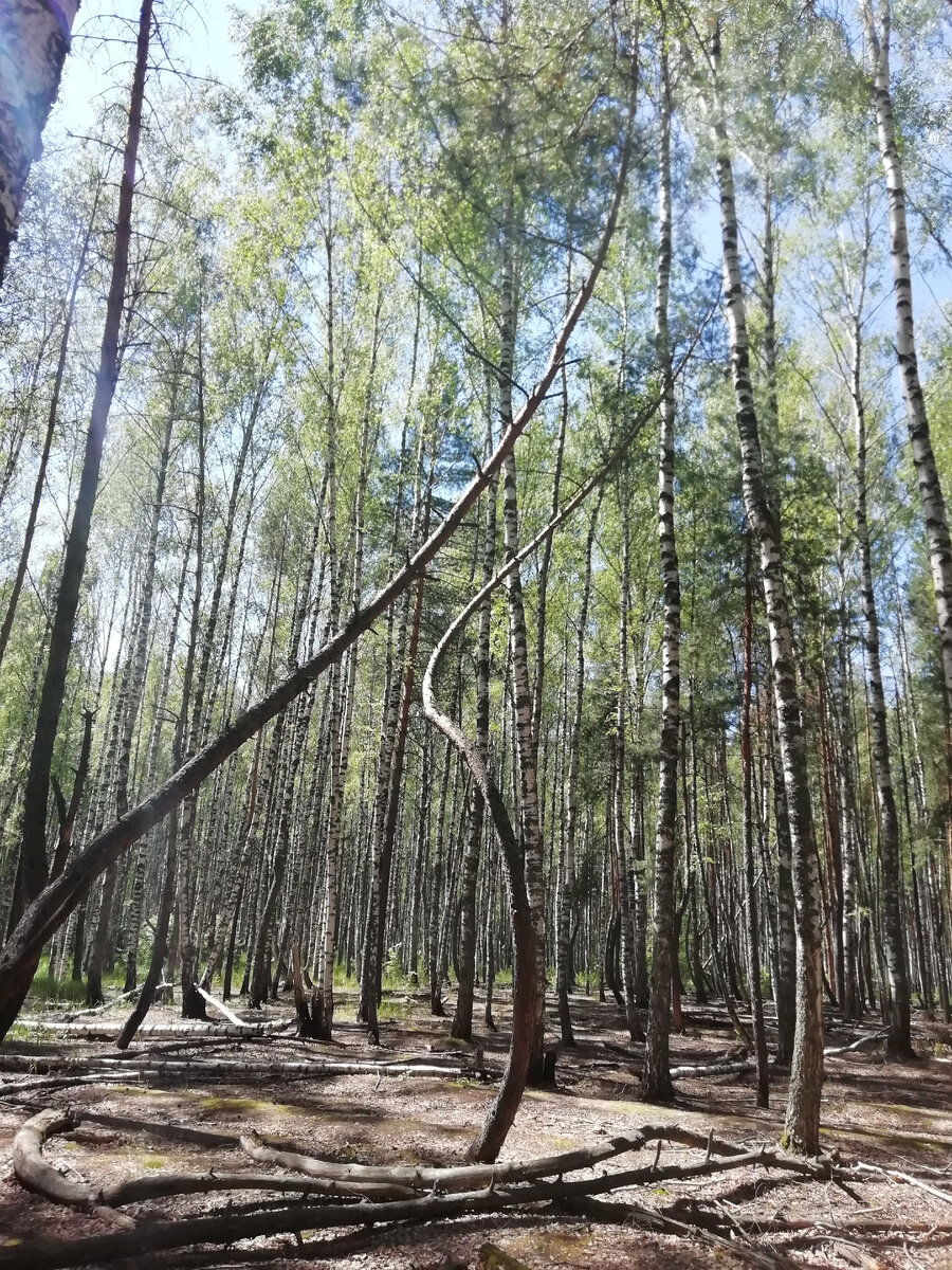 Закрученое дерево