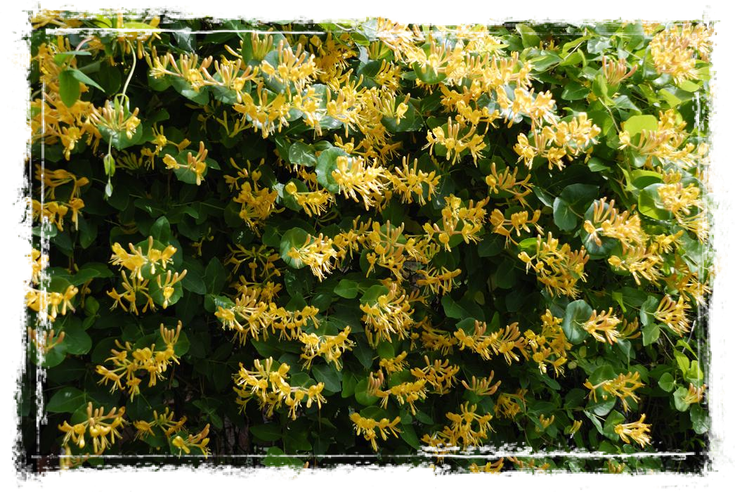 Цветение жимолости. Яндекс картинки.