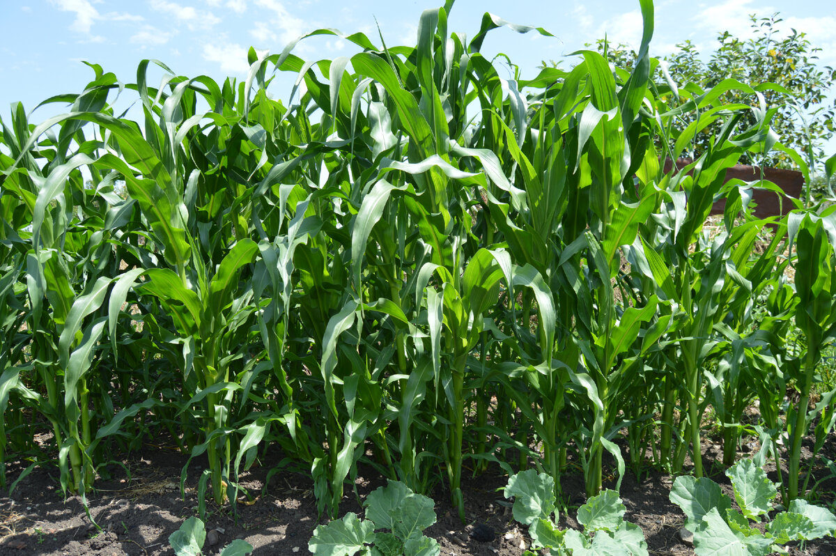 Личное фото. Кукуруза.