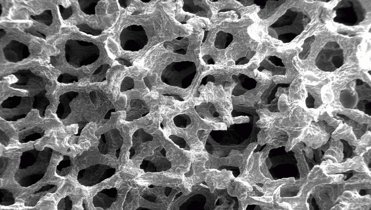 строение раст клетки под микроскопом фото 53