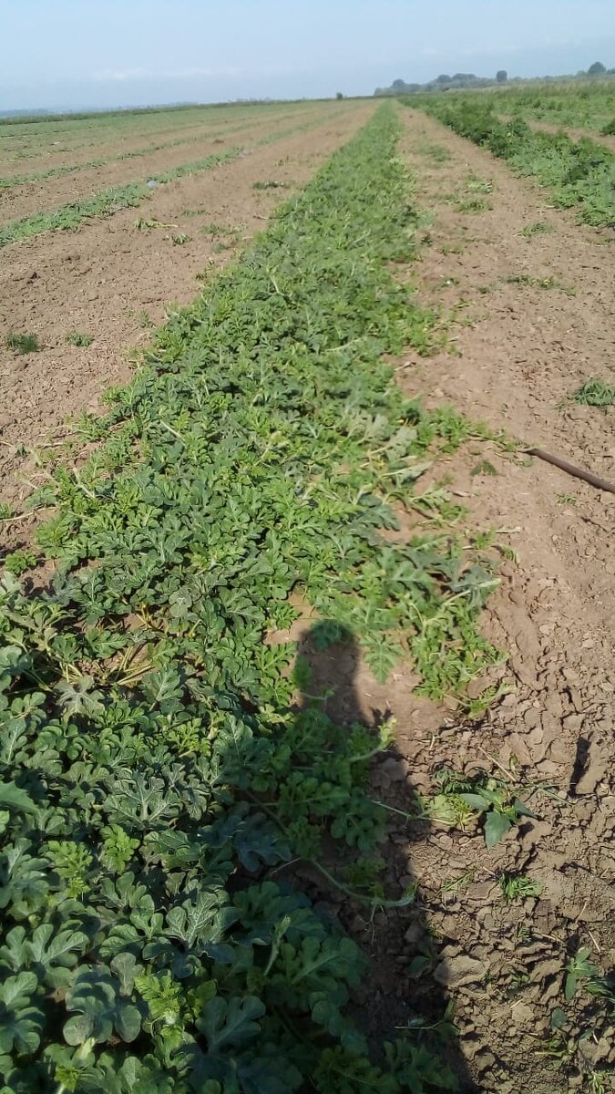 Личное фото. Арбузное поле - ни конца ни края!