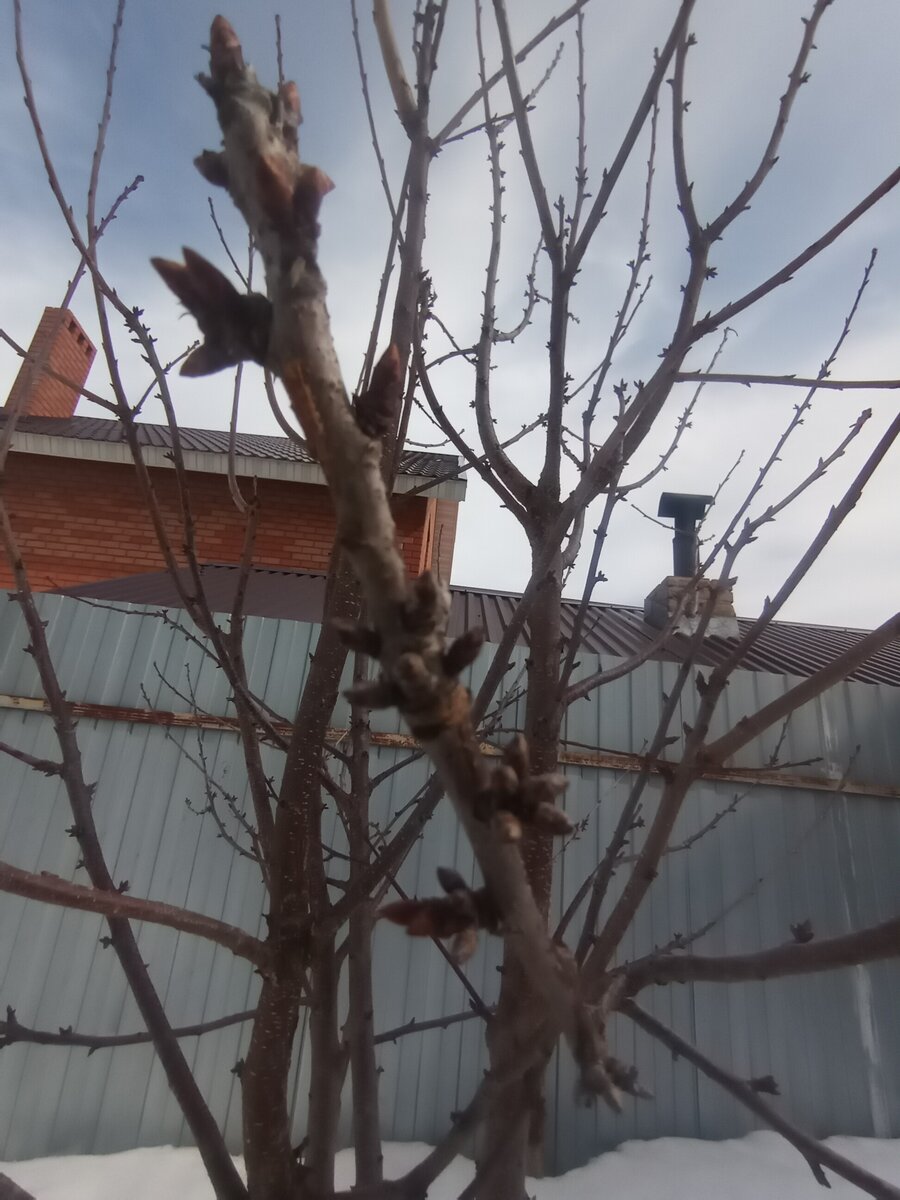 Вот они, пузатенькие цветочные почки