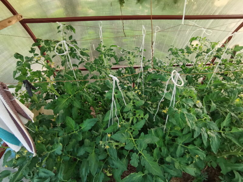 Томаты. Иллюстрация для статьи используется по стандартной лицензии ©dachnyedela.ru