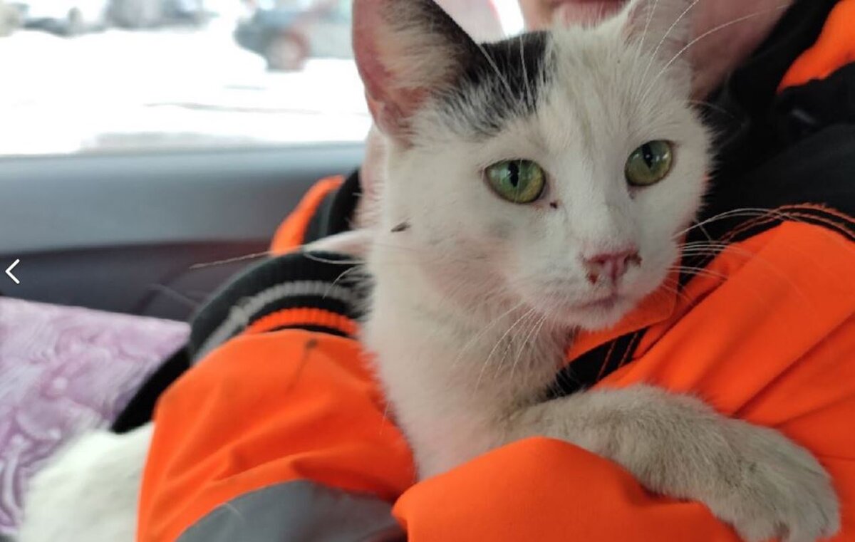 Пожарный с котенком. Пожарный спасает кота. Котики которые спасают. Бездомный кот. Котики которые спасают.