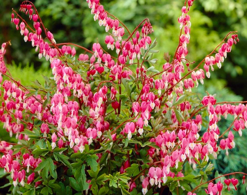 Многолетние цветы для Вашего сада: неприхотливые, долгоцветущие иневероятно красивые!