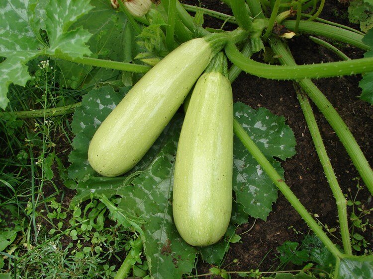 Такие у нас тоже растут. Их можно натереть на крупной терке и сырыми (без жидкости) добавлять в салаты.