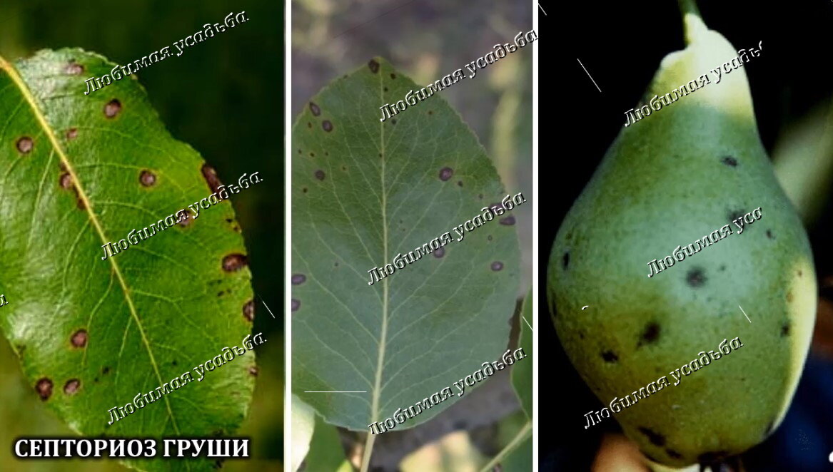 Вредители груши описание с фотографиями. Септориоз груши. Сажистый грибок на груше. Заболевания груши фото. Сажистый грибок на сливе.