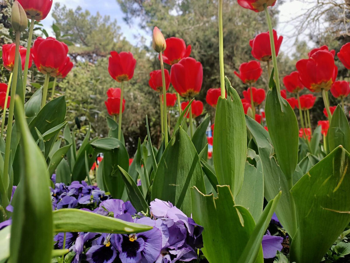 Клумбы города заиграли яркими красками