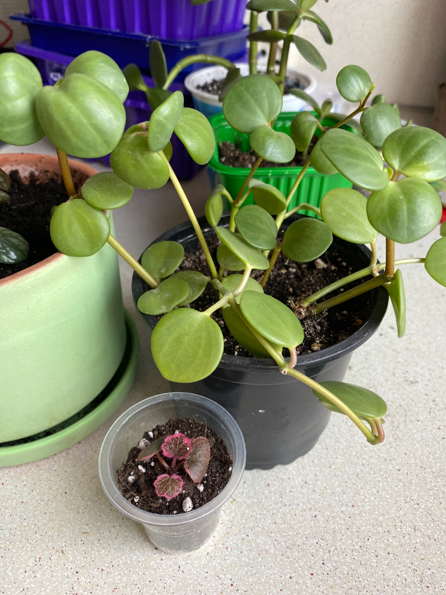 Пеперомия Хоуп и Камнеломка