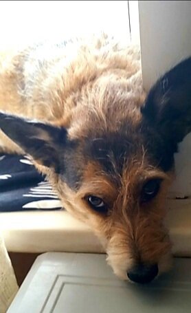 Ушастая Люся ищет дом 🏠🐕🐾