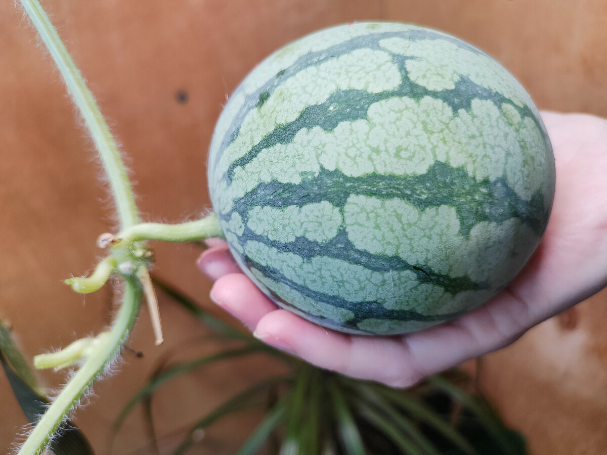 Масса 440 грамм