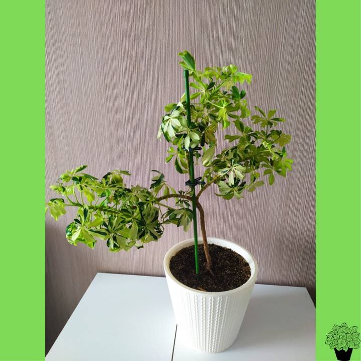 Моя шефлера