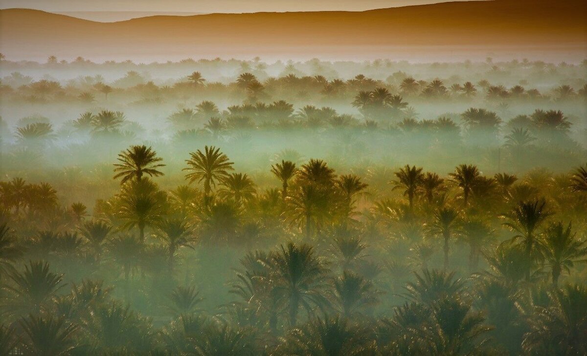 частицы спор мхов, остатки семян берез и сосен, обнаруженные при раскопках на Ближнем Востоке, в соответствующих слоях залегания, свидетельствуют о временах существенной увлажненности и иной природной среды