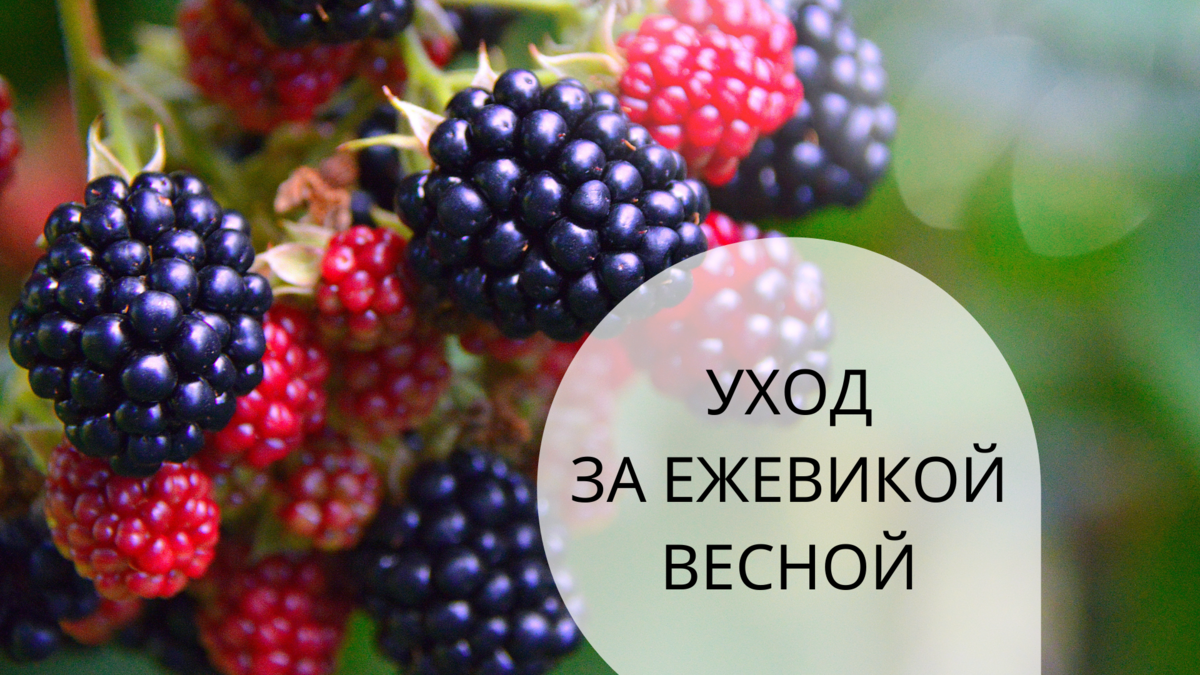 Ежевика Заграница. Уход за ежевикой весной. Обрезка ежевики осенью для начинающих в картинках. Уход за ежевикой весной после зимы для начинающих. Как ухаживать за ежевикой весной