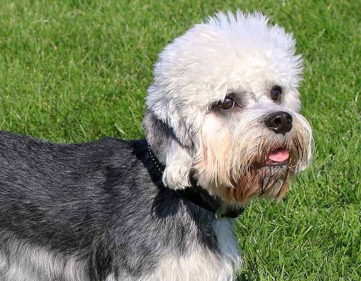 Денди-динмонт-терьер (Фото: https://www.hundeo.com/en/dog-breeds/dandie-dinmont-terrier/)