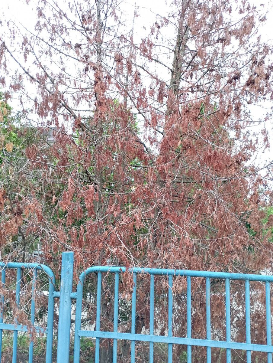 Засохшие туи в Краснодаре