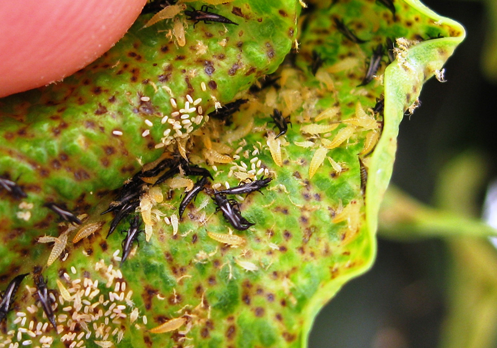 Напоминает фильм ужасов (источник: syl.ru)