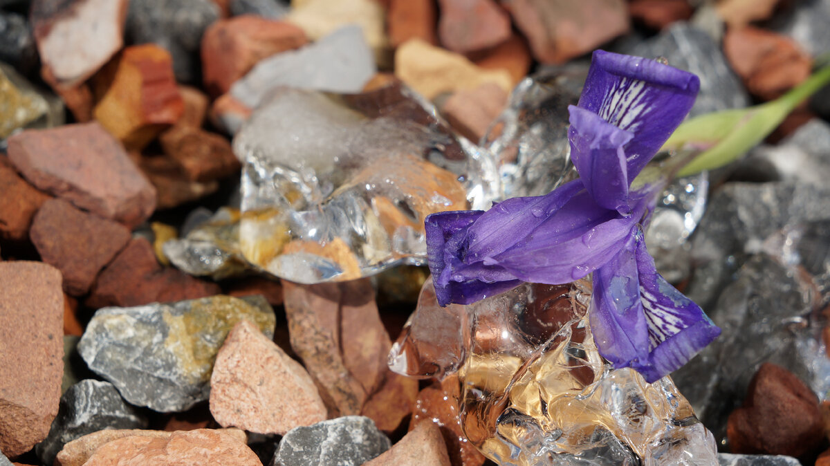 Кто-то увидит камни и лёд, а кто-то – капельки воды на цветке. Фото автора.