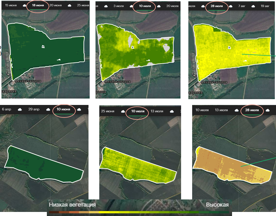 На фото — два ряда спутниковых снимков ячменных полей. В первом ряду можно увидеть, что урожай созрел равномерно и остался качественным. Во втором видно, что к концу июля часть растений погибла