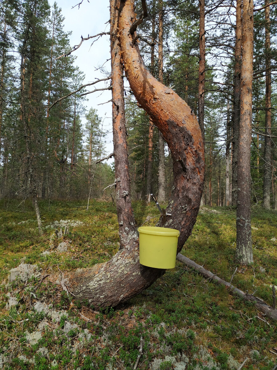 Священное место--талисман Иваныча.Здесь нужно соблюдать особый ритуал встречи...              Фото из личного архива