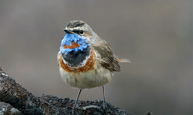Самец варакушки, подвид с оранжевой звездой (рыжая точка на шее)