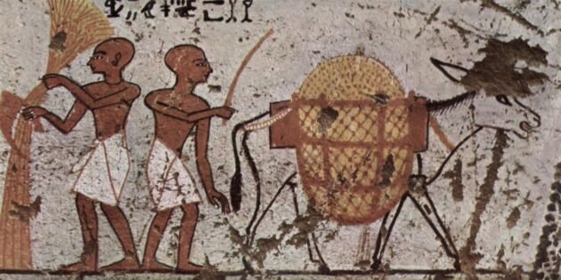 Древнеегипетская фреска с изображением осла. Изображение: Wikimedia Commons📷
