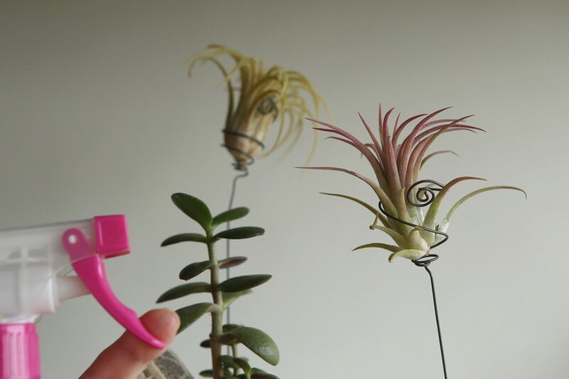 Уход за толстянкой. Иллюстрация для статьи используется по стандартной лицензии