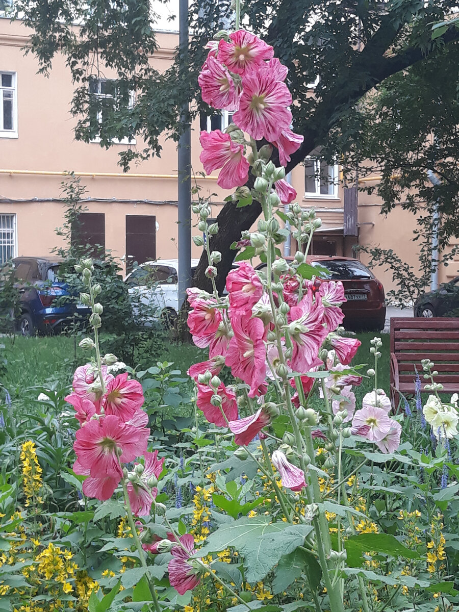 А у нас во дворе расцвела красота :) | Пикабу