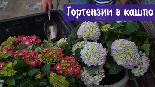 Гортензии в кашпо | Дачные Сезоны с Мариной Рыкалиной | Дзен