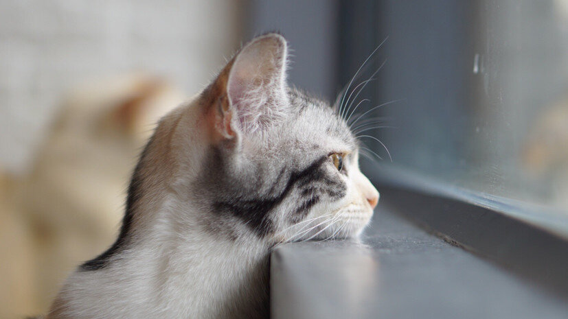   Gettyimages.ru Praphatsara Thatanawong / EyeEm