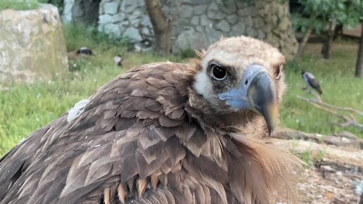 Зоопарк сказка с богданом