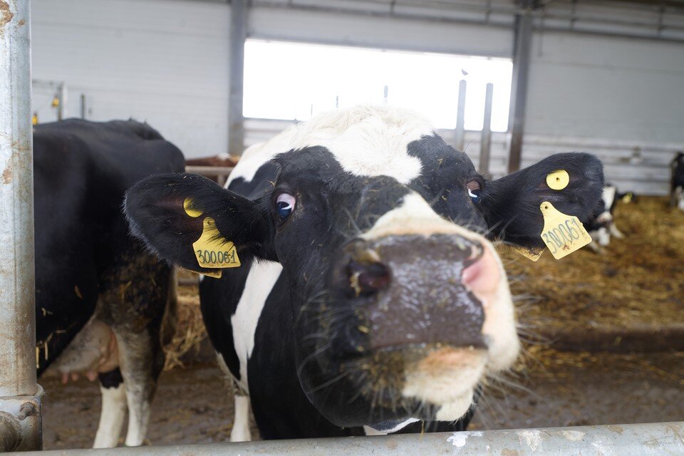     Прививать животных будут до первых холодов. Михаил ФРОЛОВ