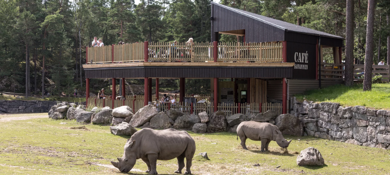 Фото из открытого источника