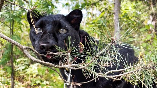 Тайга пантеры Луны 🌲🐆/ Наслаждаемся прогулкой, пока есть возможность