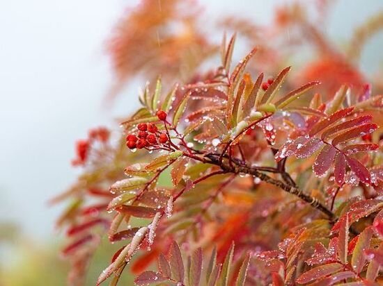     В народе говорили: Павел-рябинник. Фото: Pixabay.com