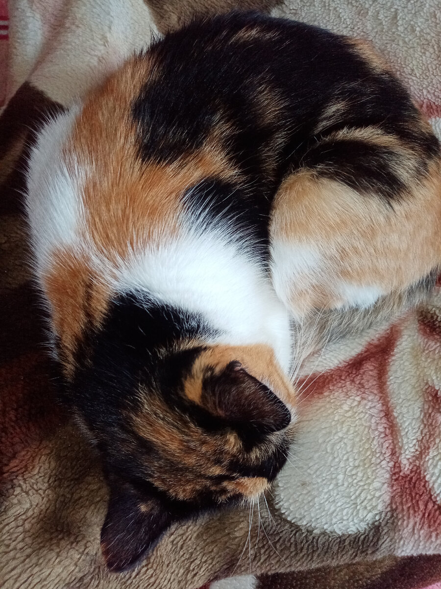 Трёхцветная кошка