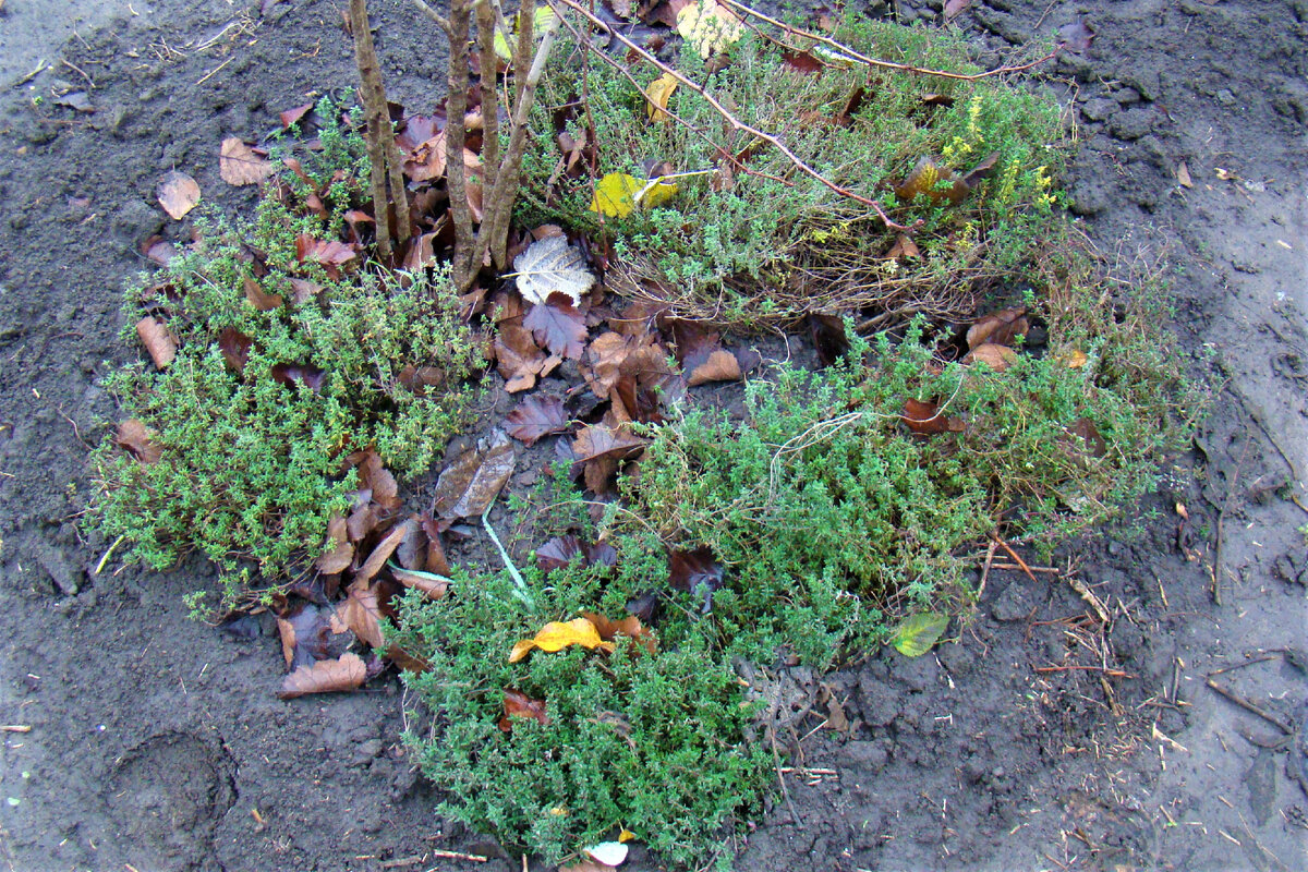 Куртина чабреца в нашем саду